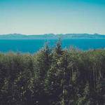 Novella Dickinson Profile Picture